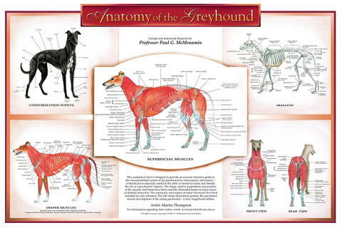 Anatomy of the Greyhound Chart