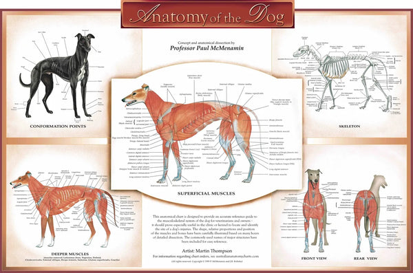 Anatomy of the Dog Chart